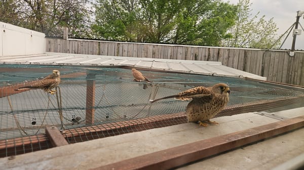Birds observed at wildlife facility in Stara Zagora