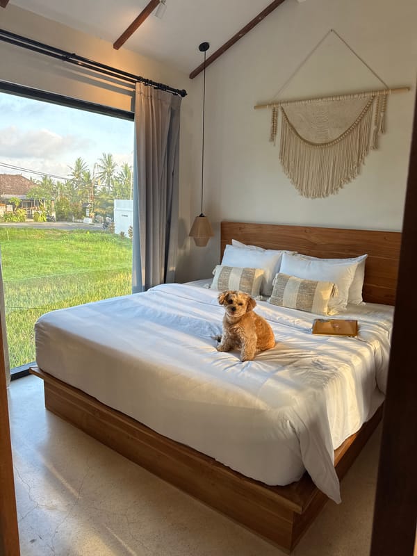 Lazy morning with a poodle at a Tegallalang rice paddy villa