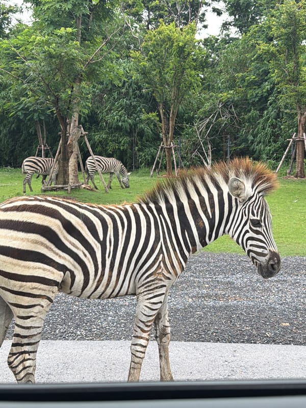 Zebras and camels at a Bangkok zoo