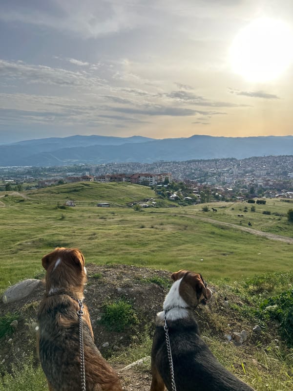 Dogs and cats documented in Polenitsa, Bulgaria homes