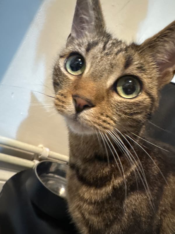 Tabby cat photographed multiple times in Desborough home
