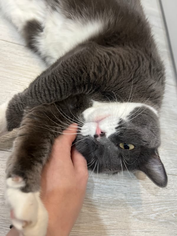 Gray cat observed in Tyumen home Friday afternoon