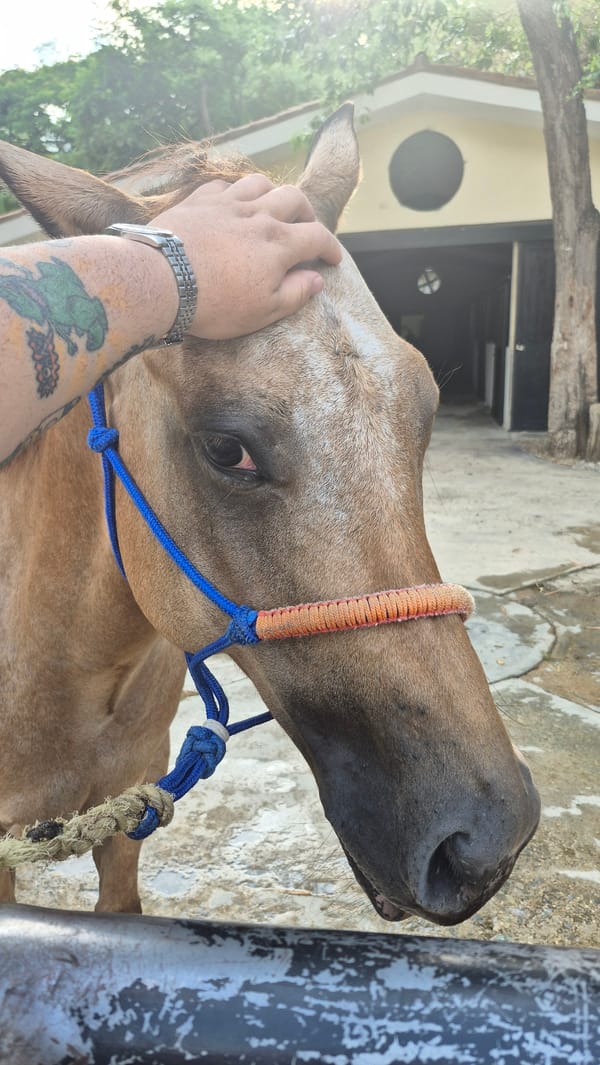 Horses in enclosures observed in Valencia, Venezuela