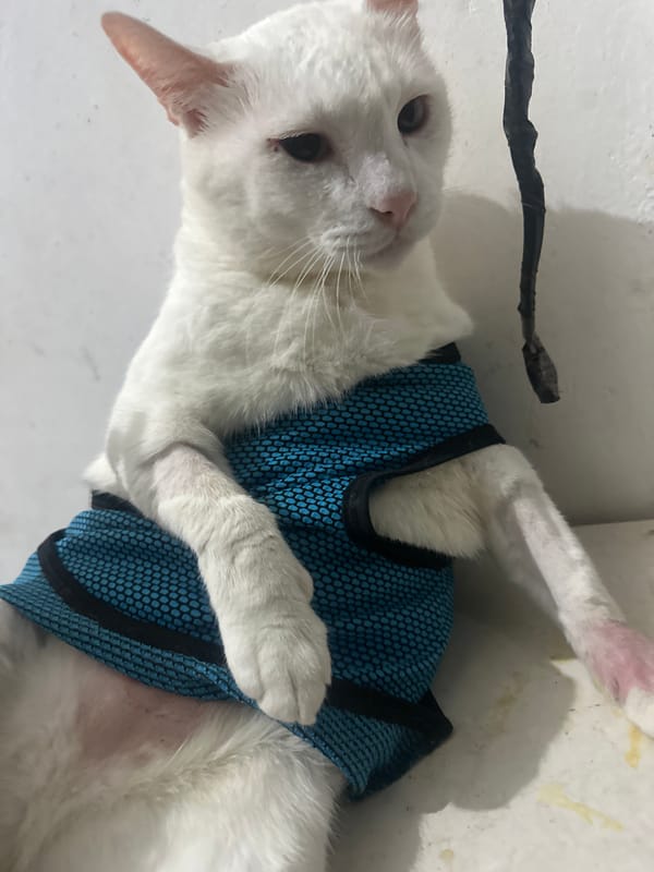 White cat in blue harness rests indoors in North Jakarta