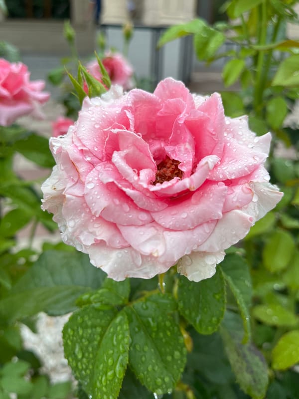 Rainy morning in a Shymkent city park, pigeons and wet roses