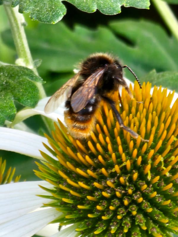 Bumblebee on coneflowers, macro detail, Khimki garden