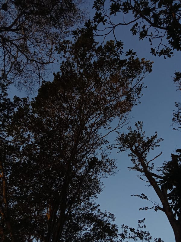 Two people take selfies on Juan Griego street