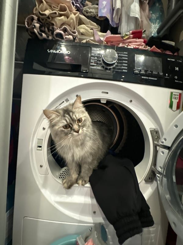 Morning domestic life documented in Chaikovsky: cats, selfies, baby care