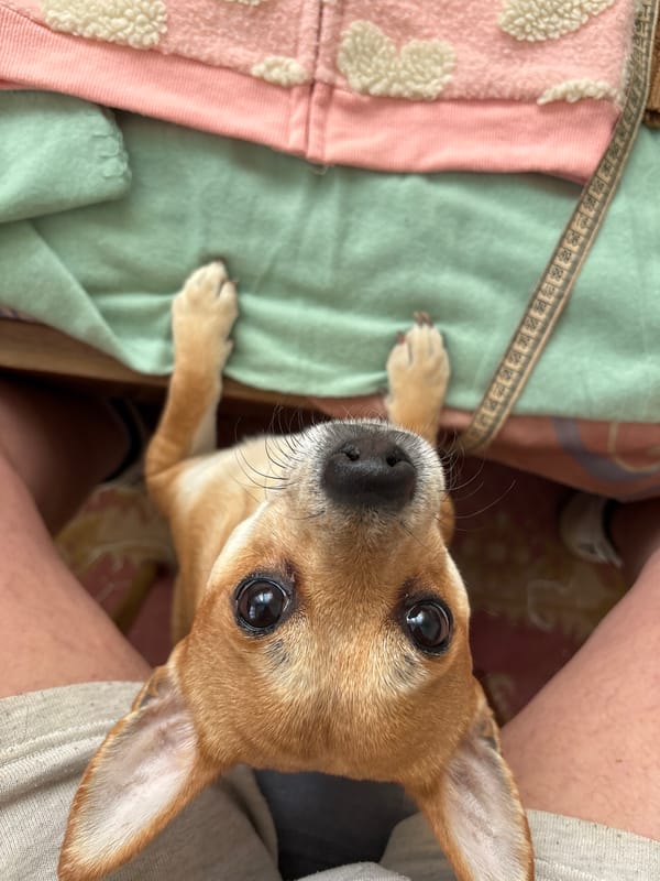 Dogs photographed in homes across Kuklen, Bulgaria