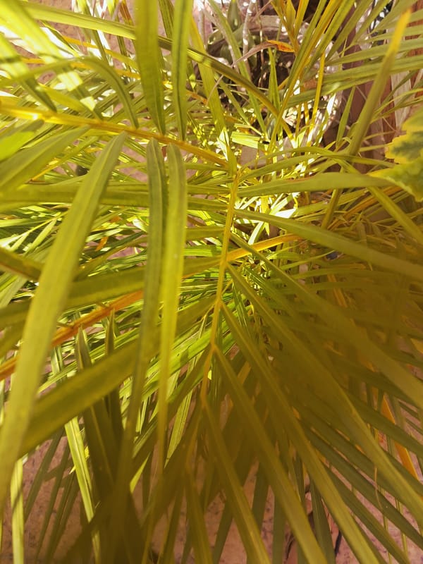 Evening photography session captures local flora and cat in Juan Griego