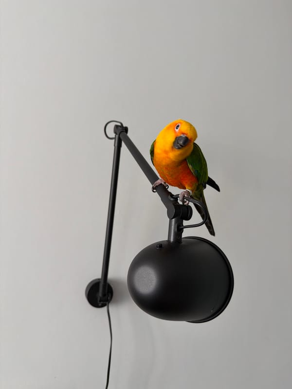 Woman interacts with colorful parrot near desk lamp in Khimki