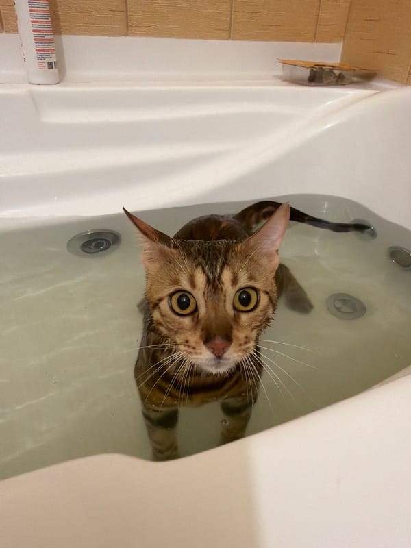 Bengal cat's morning routine documented in Krasnoyarsk home