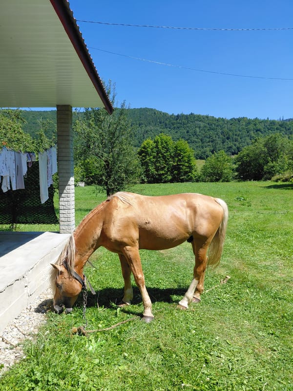 Tethered palomino grazing in a rural Ukrainian field
