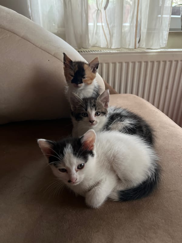 Three kittens huddle together on sofa in Bulgarian village