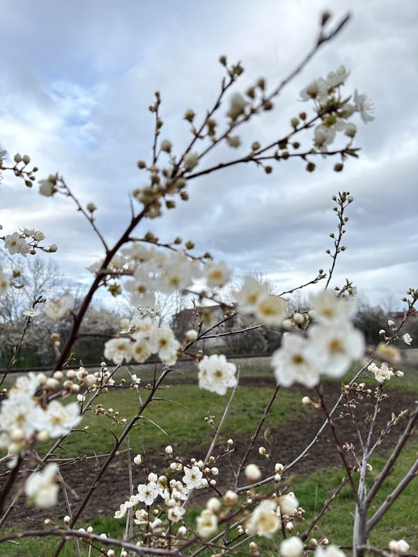Spring blossoms captured in full bloom in Bulgarian village