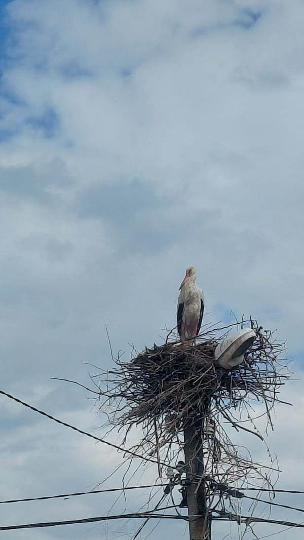 Storks observed nesting on utility poles during midday hours