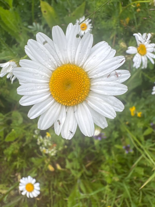 Lazy summer day in rural Russia — berries, bikes, and wildflowers