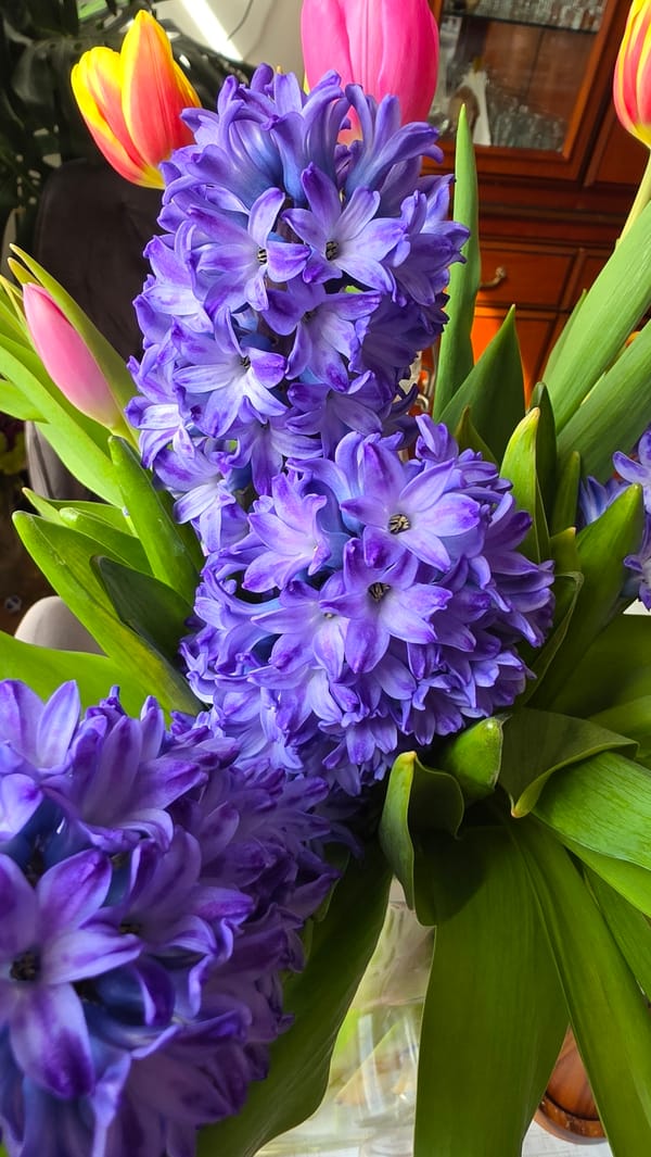 Spring bouquet with purple hyacinths displayed in London