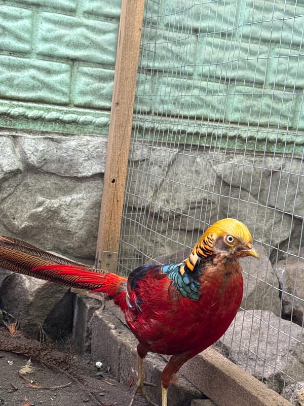 Golden pheasants and backyard animals at a Heniivka enclosure
