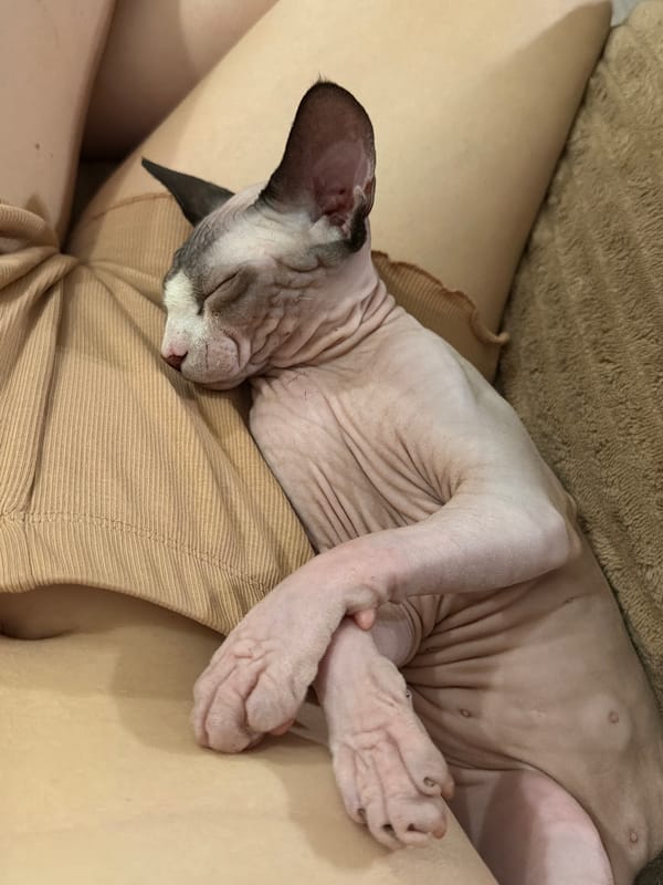 Sphynx cat sleeps peacefully on owner's lap during evening