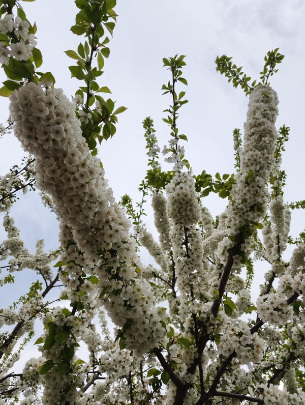 Spring blooms documented across Krasnodar, Russia gardens and streets