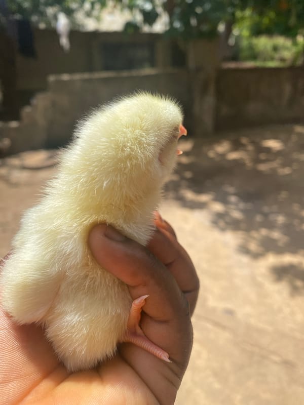 Baby chick photographed in multiple poses in Maigizo, Nigeria