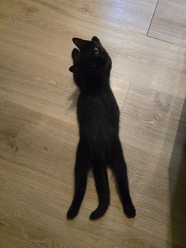 Black kitten sprawled on a wooden floor in Worms