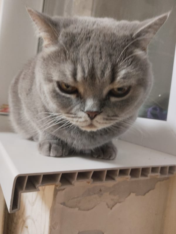 Gray cat sits on windowsill looking displeased