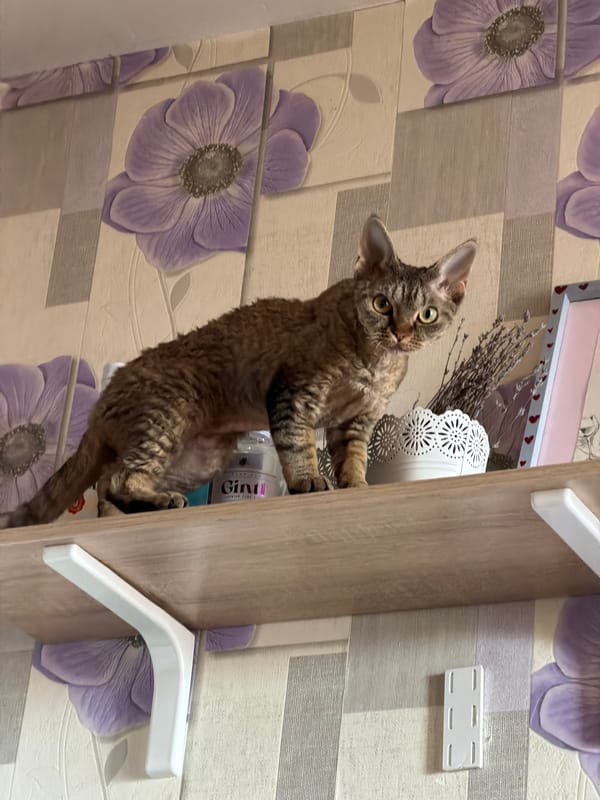 Devon Rex cat climbs decorative shelves in Moscow home