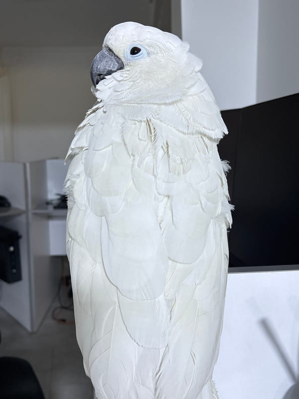 Personal day documented through selfies and scenes in Tangier