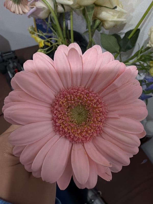 Pink Gerbera daisy photographed in full bloom