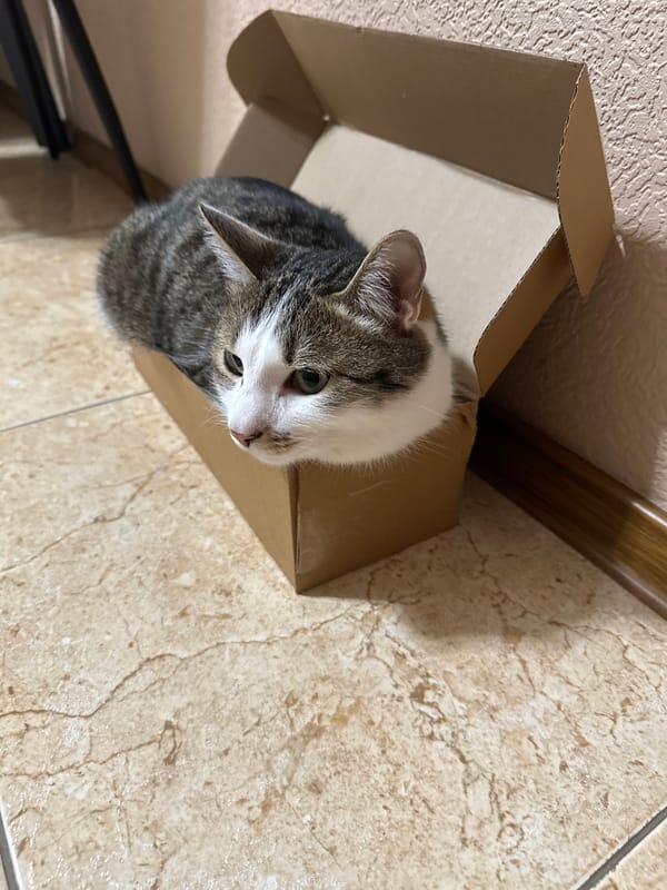 Cat sits in cardboard box in Krasnoyarsk