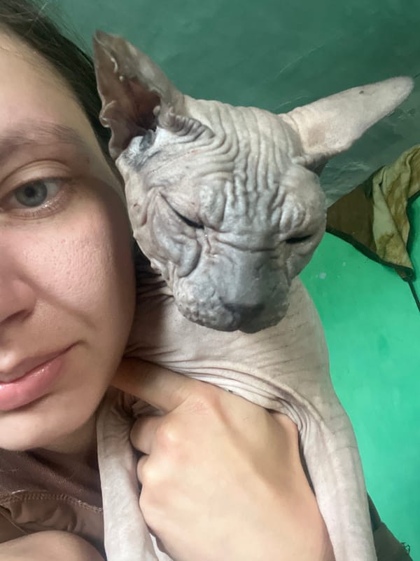 Dogs and a Sphynx cat chilling indoors in Nizhny Tagil
