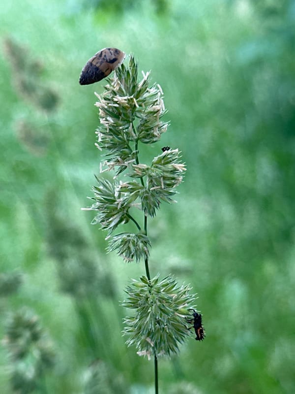 Macro wildlife and flower photography session captures garden microcosm
