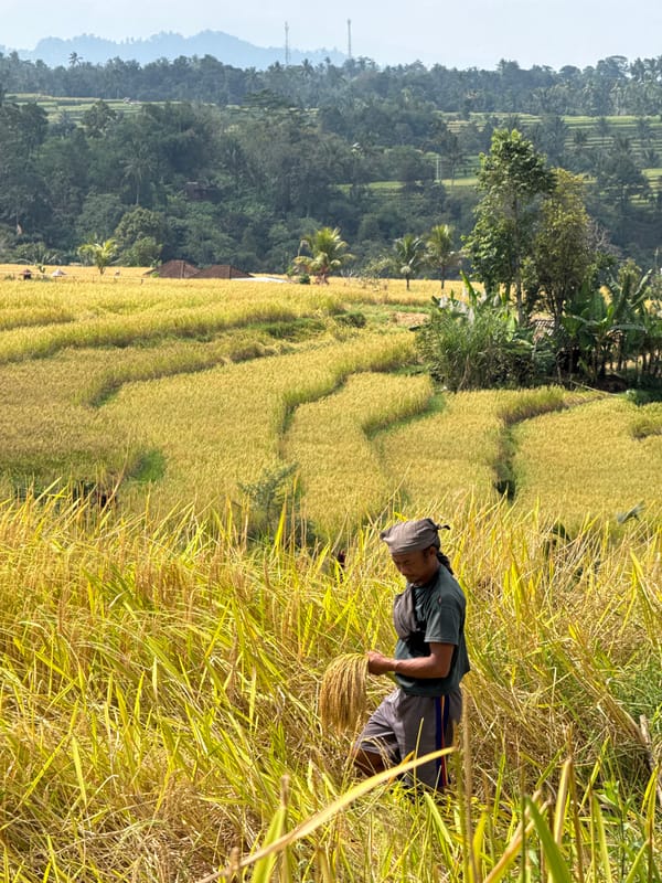Golden rice harvest across terraced fields in Penebel, Bali