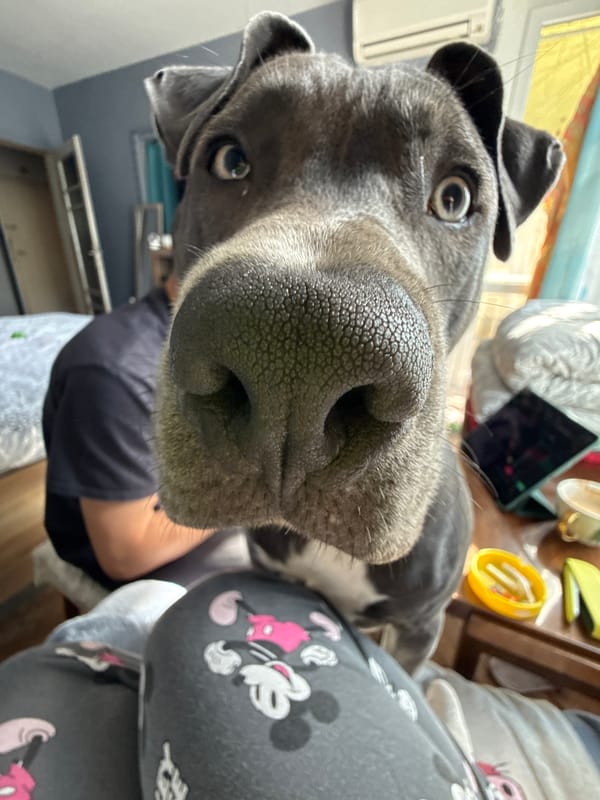 Gray dog photographed with hat, toys in Varna home