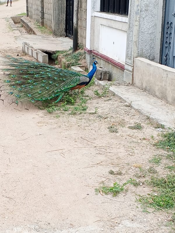 Peacock displays feathers on rural Nigeria road