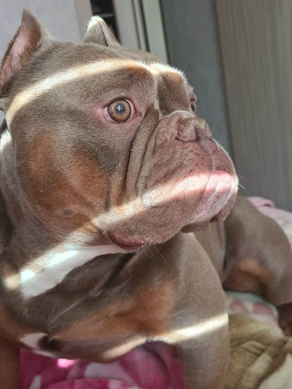 Close-up portraits of a wrinkly bully-breed dog indoors