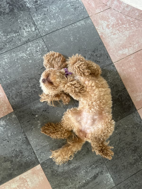 Brown poodle spotted in Armavir home and garden