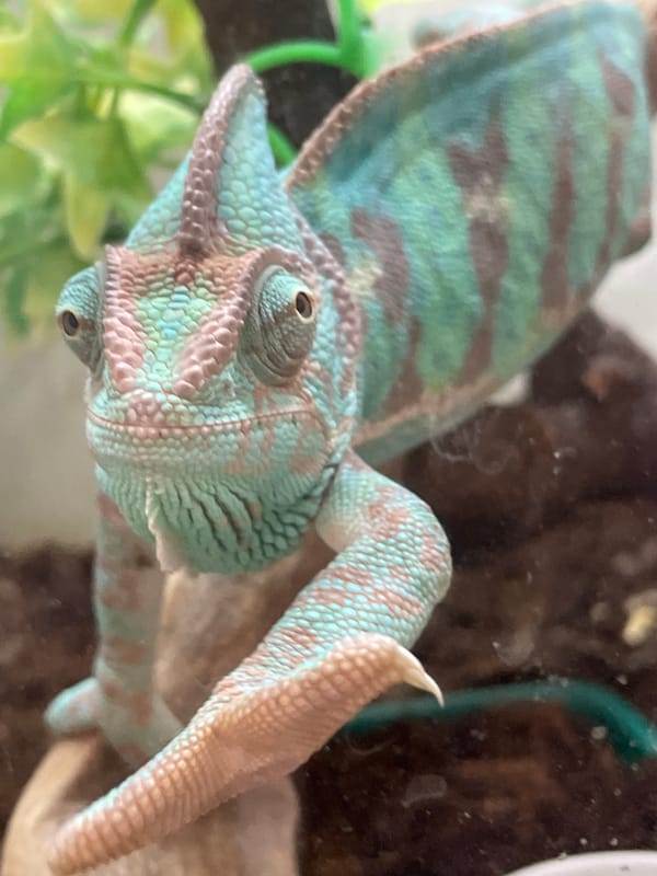 Veiled chameleon and small dog up close in Sochi