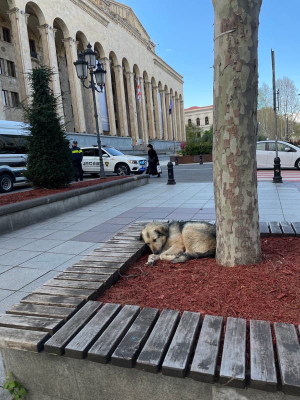 Dog rests by tree in Tbilisi public space