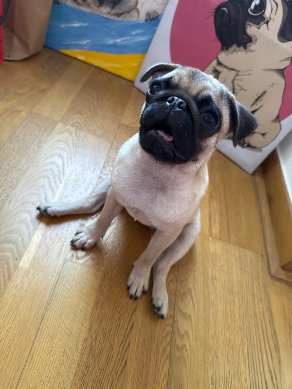 Pug dogs photographed during morning domestic activities