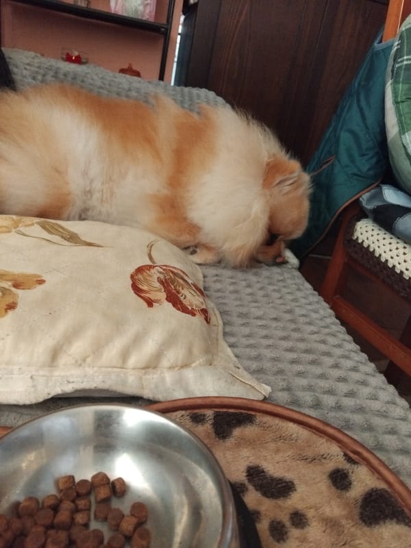 Pomeranian dog naps peacefully in Apriltsi home afternoon