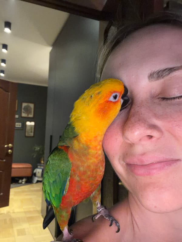 Sun Conure parrot shares tender moments with owner in Khimki