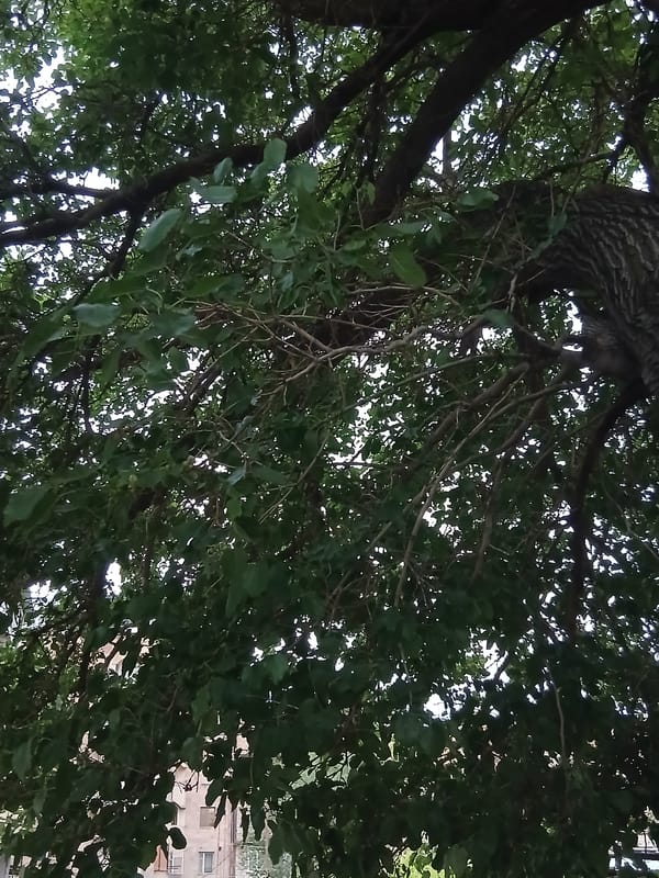 Witness documents roof structures and trees in Vagharshapat
