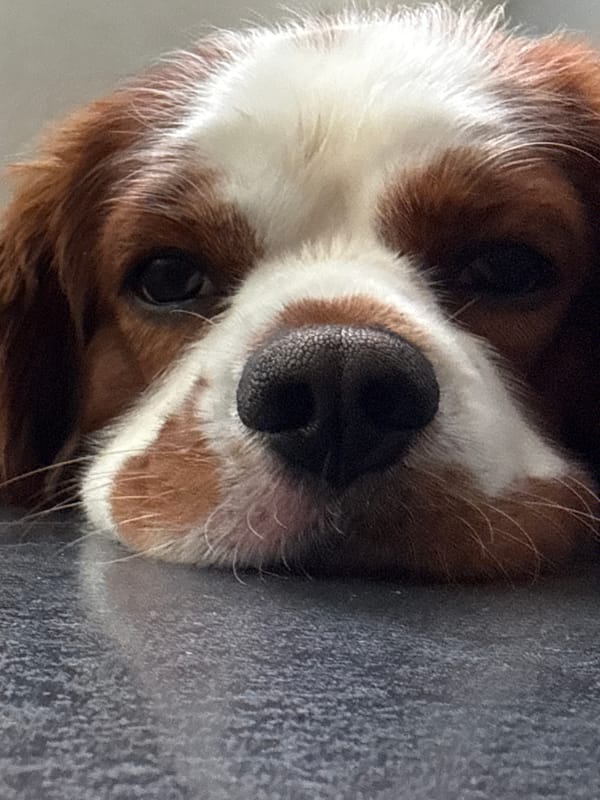 Cavalier King Charles Spaniel resting quietly in Dobrich