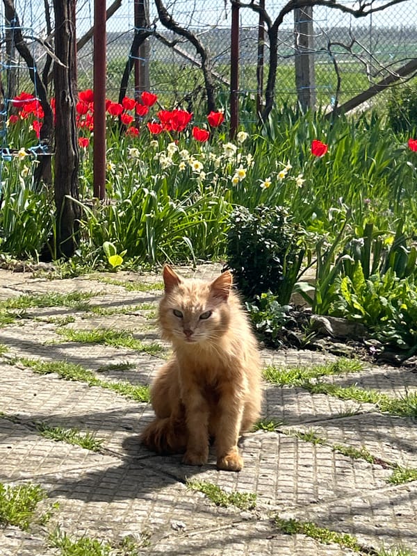 Spring scenes captured in Bulgarian village: cat, horse, flowers