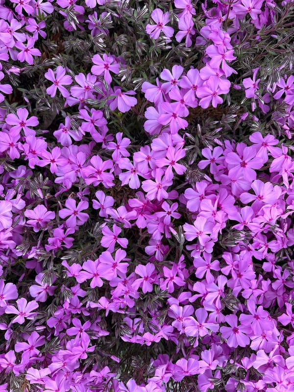 Spring flowers and clouds observed in Kazanlak, Bulgaria