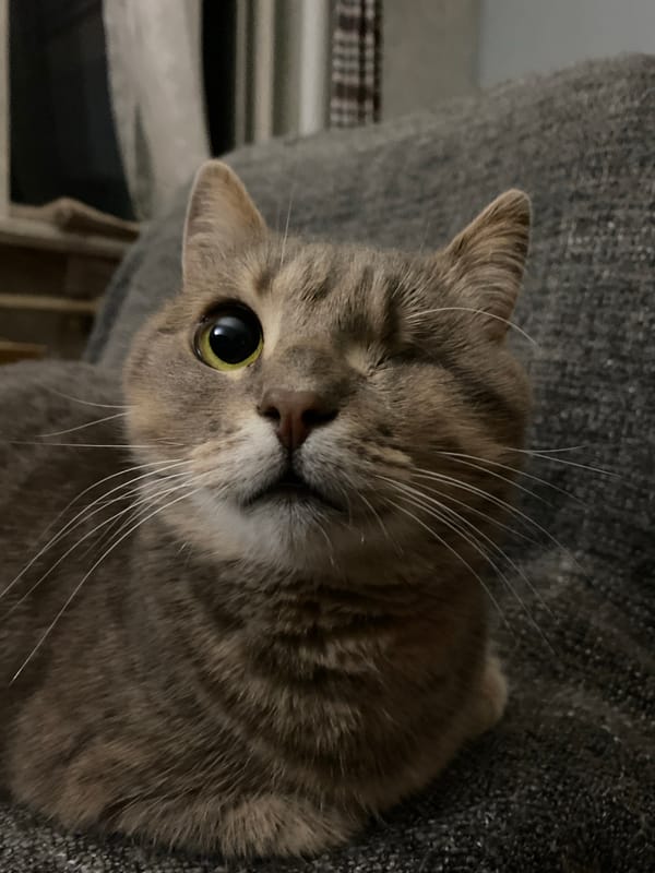 Close-up portraits of several cats, various moods
