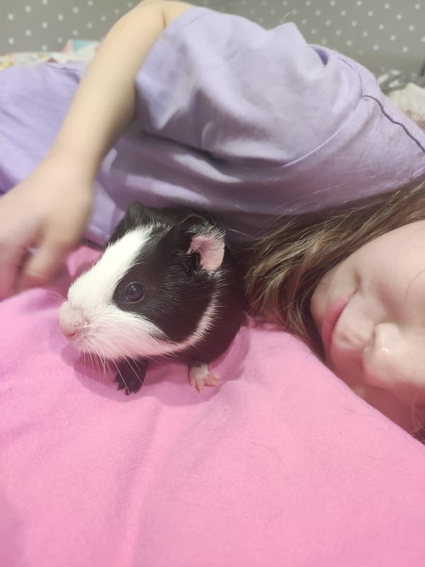 Child and guinea pig bonding moment captured in Votkinsk